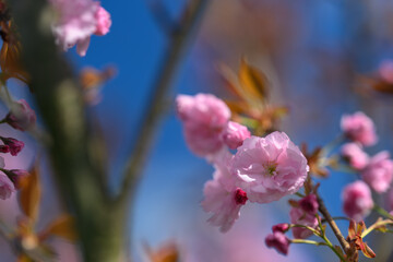 Pink cherry blossoms sakura on the tree.
