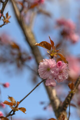 Pink cherry blossoms sakura on the tree.
