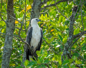 White-bellied Sea Egale (Icthyophaga leucogaster)