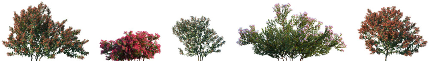 Set of Glossy Abelia (Abelia × grandiflora) blossoming frontal street shrubs isolated png on a...