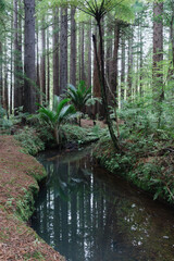 A tranquil stream flows through Opoutere, Whangamata, Coromandel Peninsula, New Zealand, reflecting the towering trees and lush ferns, showcasing nature's beauty.