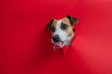 Funny dog licks his nose. Jack Russell Terrier head sticking out through red cardboard background....