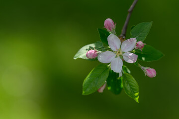 Beautiful white apple blossoms on the tree.