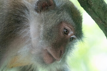 Inquisitive crab-eating macaque or long tailed macaque (Macaca fascicularis), Langkawi UNESCO Global Geopark, Langkawi, Kedah, Malaysia