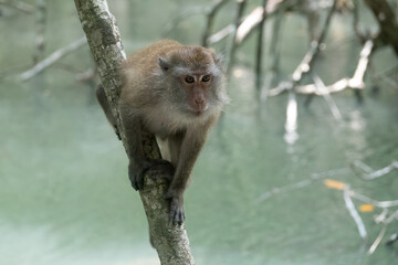 Mangroive forest dweller crab-eating macaque or long tailed macaque (Macaca fascicularis), Langkawi UNESCO Global Geopark, Langkawi, Kedah, Malaysia