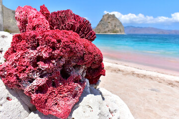 Red coral, detail on pink beach with clear turquoise water on Padar Island near Komodo Island, Indonesia