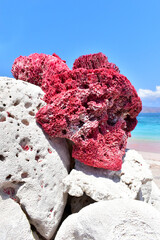 Red coral, detail on pink beach with clear turquoise water on Padar Island near Komodo Island, Indonesia