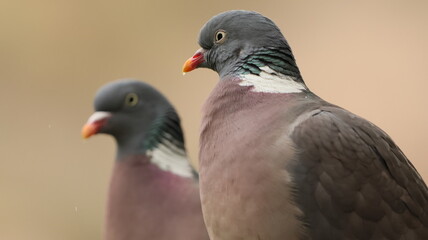 close-Up of Two Pigeons Interacting – Capturing a Moment of Connection, Communication, and Animal Behavior – Perfect for Themes of Friendship, Nature Dialogue, and City Wildlife Observa