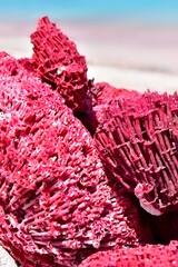 Red coral, detail on pink beach with clear turquoise water on Padar Island near Komodo Island, Indonesia