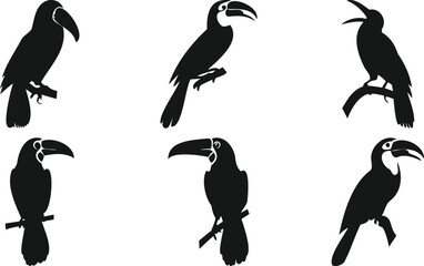 Toucans perched in various postures