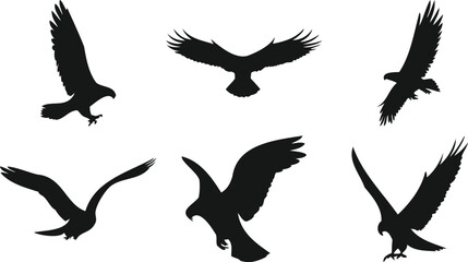 Birds of prey in flight