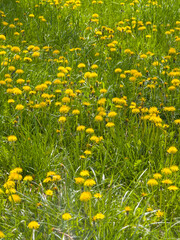 Landscape of South Park in city of Sofia, Bulgaria