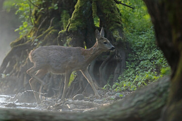 Sarna europejska (Capreolus capreolus) roe deer © Bartosz Rakoczy