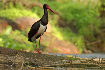 Bocian czarny, gwarowo: hajstra (Ciconia nigra) © Bartosz Rakoczy
