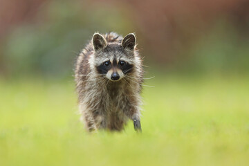 Szop pracz, szop amerykański, (Procyon lotor), raccoon