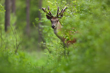 Jeleń, deer, jeleń szlachetny (Cervus) © Bartosz Rakoczy