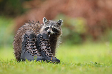 Szop pracz, szop amerykański, (Procyon lotor), raccoon © Bartosz Rakoczy