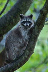 Szop pracz, szop amerykański, (Procyon lotor), raccoon © Bartosz Rakoczy