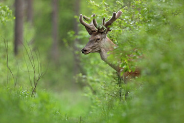 Jeleń, deer, jeleń szlachetny (Cervus) © Bartosz Rakoczy