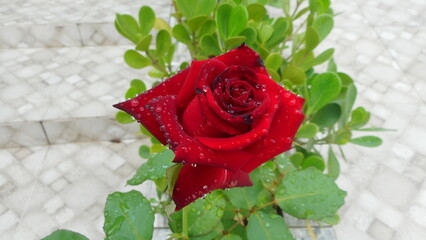 planta flor rosa – Rosa spp.