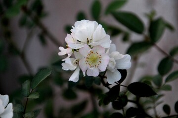 Fototapeta premium planta flor rosa – Rosa spp.