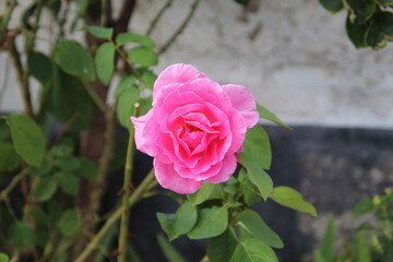 planta flor rosa – Rosa spp.