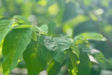close up of green leaves