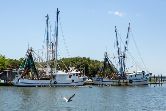 Fishing boats surrounded by pelicans  