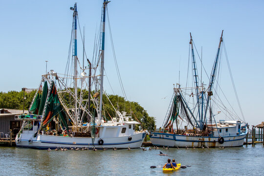 Fishing boats surrounded by pelicans  
