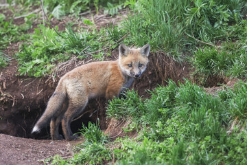 Red fox kit 