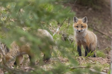 Red fox kit 