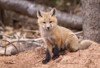 Red fox kit 