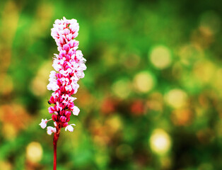 Colorful pink flower surrounded by vibrant green foliage during sunny daytime in a natural setting