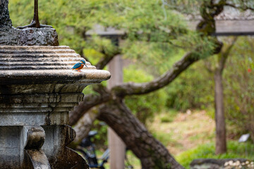 A Kingfisher bird pearched under the falling water of the Crane Fountain outdoor at daytime in the Hibiya Park during spring in Tokyo city in Japan with blurry background and space for text.
