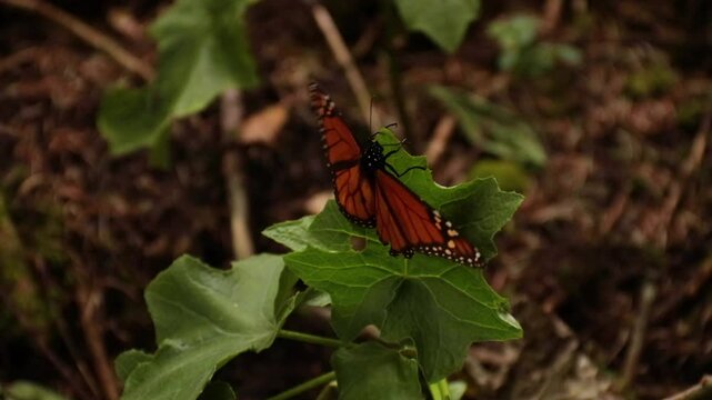 Mariposa monarca El Rosario, Michoac&aacute;n 2024
