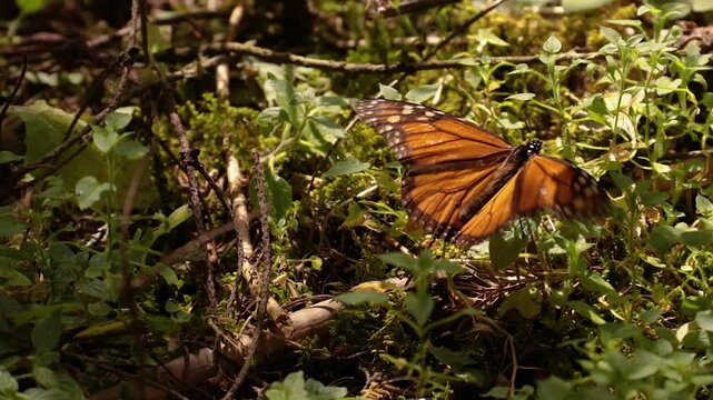 Mariposa monarca El Rosario, Michoac&aacute;n 2024