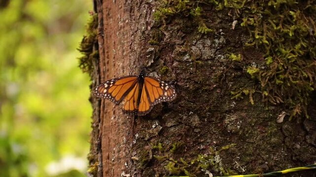 Mariposa monarca El Rosario, Michoac&aacute;n 2024