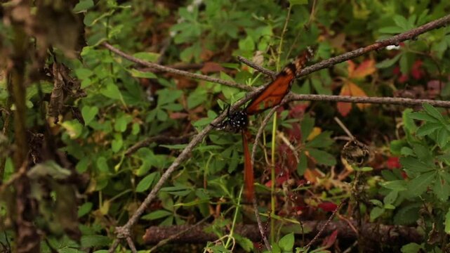 Mariposa monarca El Rosario, Michoac&aacute;n 2024