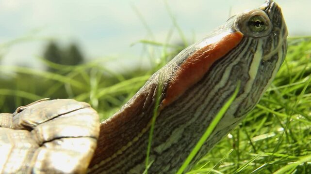 Close-up of red-eared slider turtle with distinctive orange and green markings exploring tall grass. The reptile gradually turns its head and neck while moving through the vibrant vegetation.