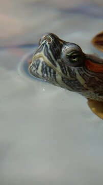 Red-eared slider turtle emerges from blue water showcasing detailed shell patterns and distinctive red markings. Perfect wildlife footage capturing natural reptil behavior in clear aquatic environment