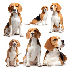 Happy beagle dog collection sitting standing portrait lying isolated on a white background animal bundle isolated on white background ultrabright