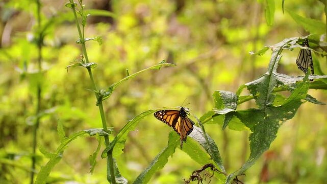 Mariposa monarca El Rosario, Michoac&aacute;n 2024