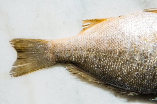 Closeup image of a raw fish to show the scales 
