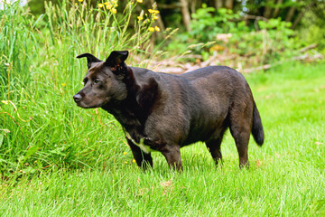 2025-05-28 BLACK LABRADOR BLUE HEELER MIX DOG STANDING IN A FIELD FACING TO THE LEFT WITH A NICE GREEN LAWN AND BACKGROUND IN STANWOOD WASHINGTON