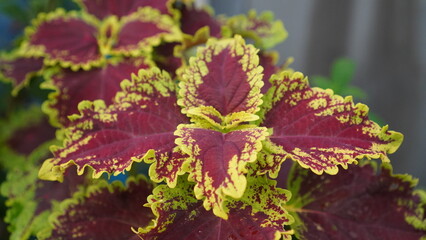 Close-up of a Coleus plant with vibrant red and yellow scalloped leaves