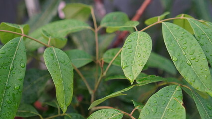 Close-up of Wet Green Leaves with Water Droplets in Natural Light