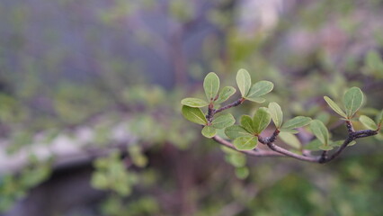 Close-up of a Branch with Small Green Leaves in Soft Focus