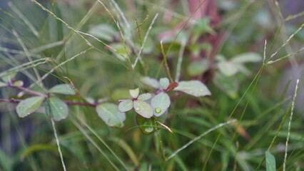 Delicate Dew-Kissed Leaves Among Grass Blades