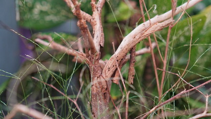 Close-up of weathered tree branches with textured bark and green foliage background.