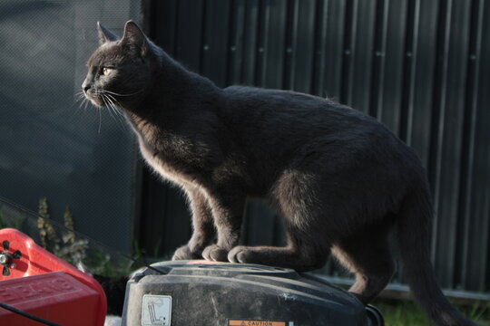 cat